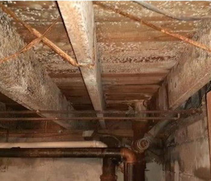 Wood beams in a basement with mold colony growth