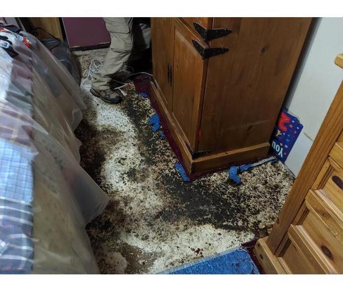 bedroom floor with extensive mold damage
