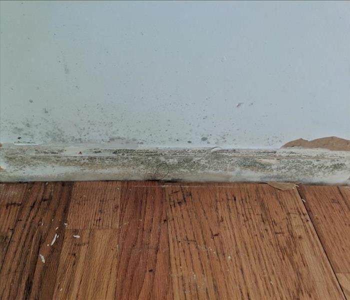 mold on lower wall behind removed baseboards