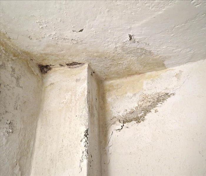 mold growing on ceiling and walls, white 