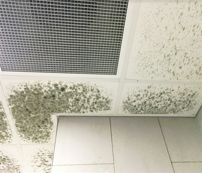 mold growing on ceiling tiles of a room